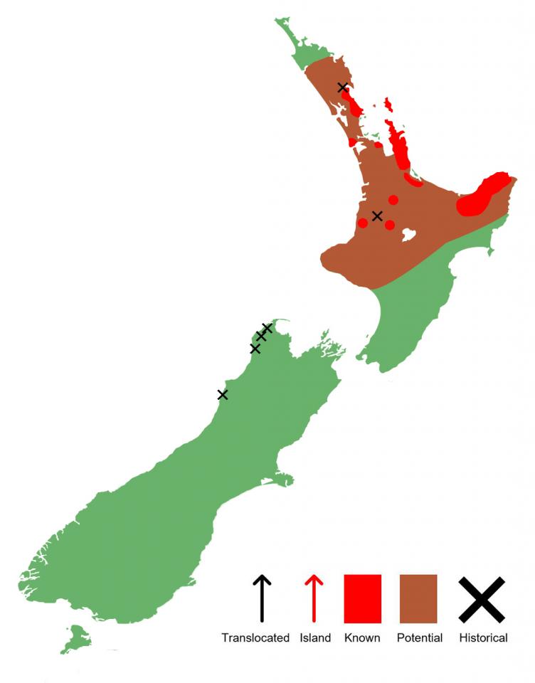 Hochstetter's frog distribution