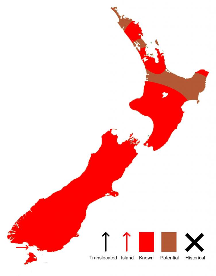 Brown tree frog distribution