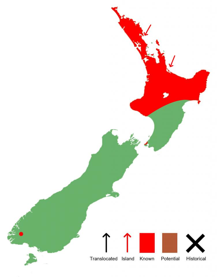 Ranoidea aurea distribution