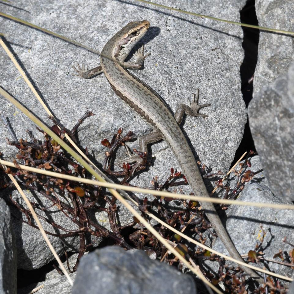 Roamatimati skink (Lake Tekapo, Canterbury). <a href="https://www.instagram.com/benweatherley.nz/?hl=en">© Ben Weatherley</a>