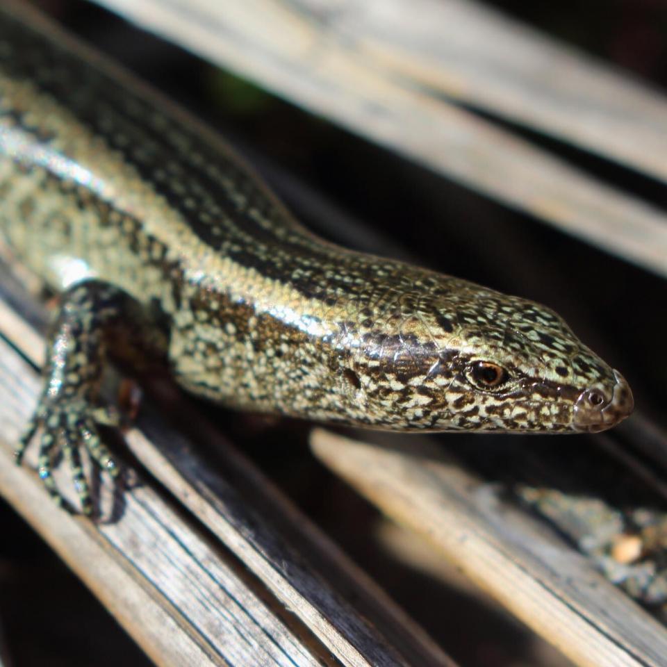 Tātahi skink (Muriwai beach, Auckland). © Tim Harker