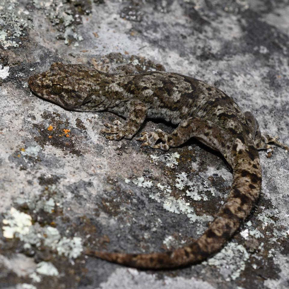 Waitaha gecko (Port Hills). <a href="https://www.instagram.com/benweatherley.nz/?hl=en">© Ben Weatherley</a>