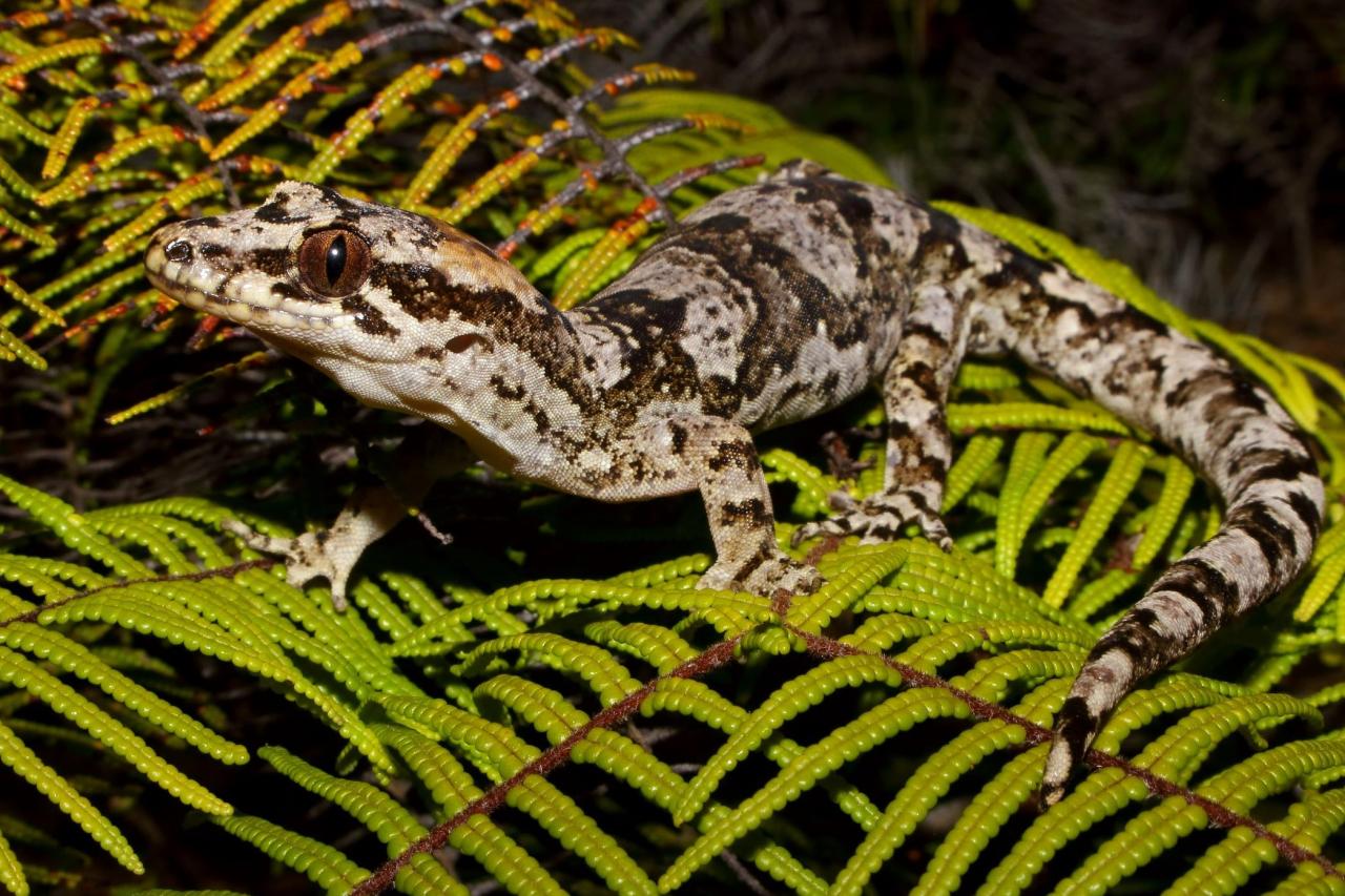 A female Te Paki Gecko moves through fernland (Aupouri Peninsula, Northland). <a href="https://www.instagram.com/tim.harker.95/">© Tim Harker</a>