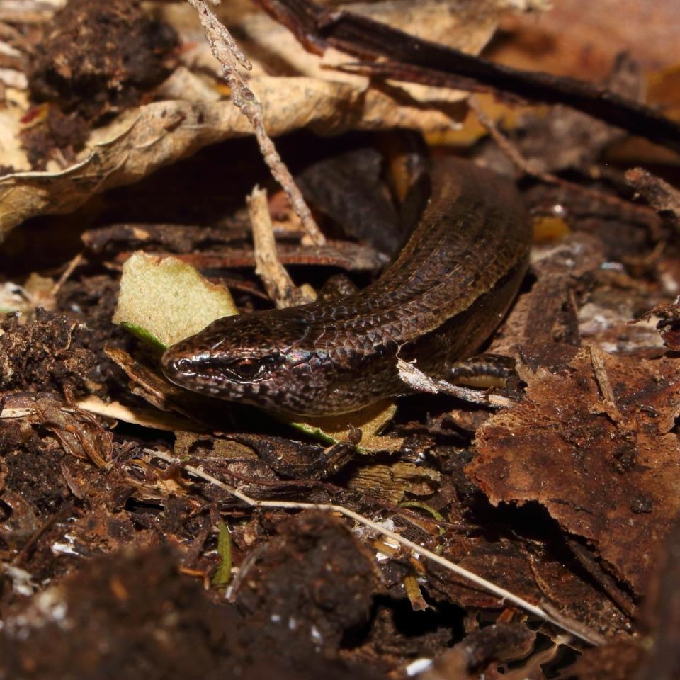 A slight skink moves through leaf litter (Te Paki, Northland). <a href="https://www.instagram.com/tim.harker.nz/">© Tim Harker</a>