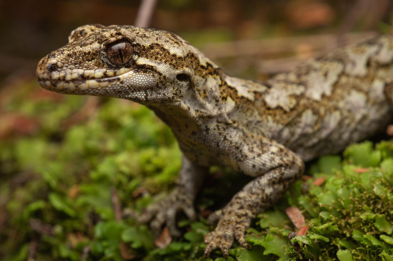 Broad-cheeked gecko (Ōkārito). <a href="https://www.instagram.com/samanimalman/">© Samuel Purdie</a>
