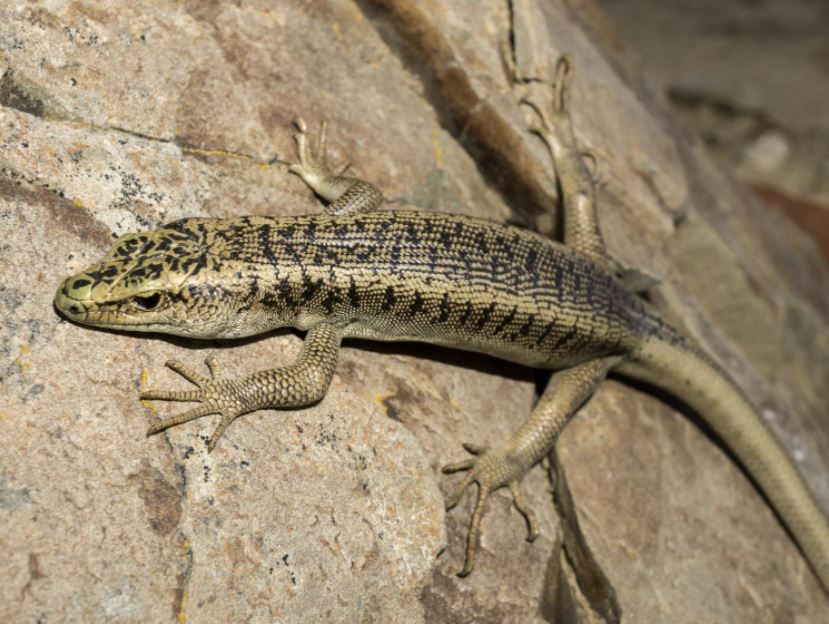 Marlborough scree skink (Kaikoura) . © Euan Brook