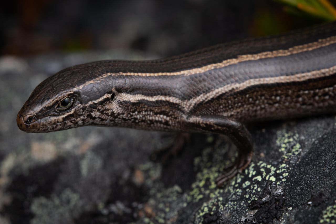 Rockhopper skink (North Otago). <a href="https://www.instagram.com/samuelpurdiewildlife/">© Samuel Purdie</a>