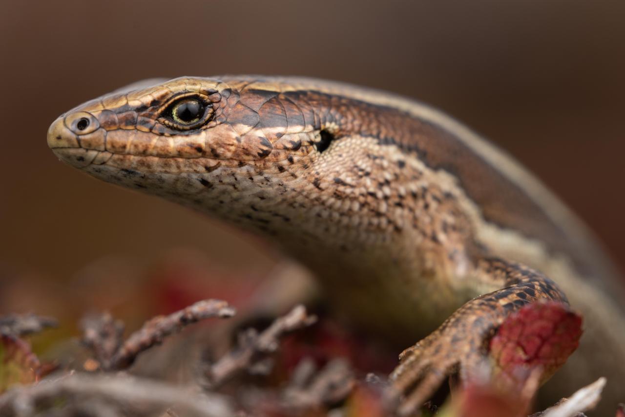 Mataura skink (Mid Dome, Southland). <a href="https://www.instagram.com/samuelpurdiewildlife/">© Samuel Purdie</a>