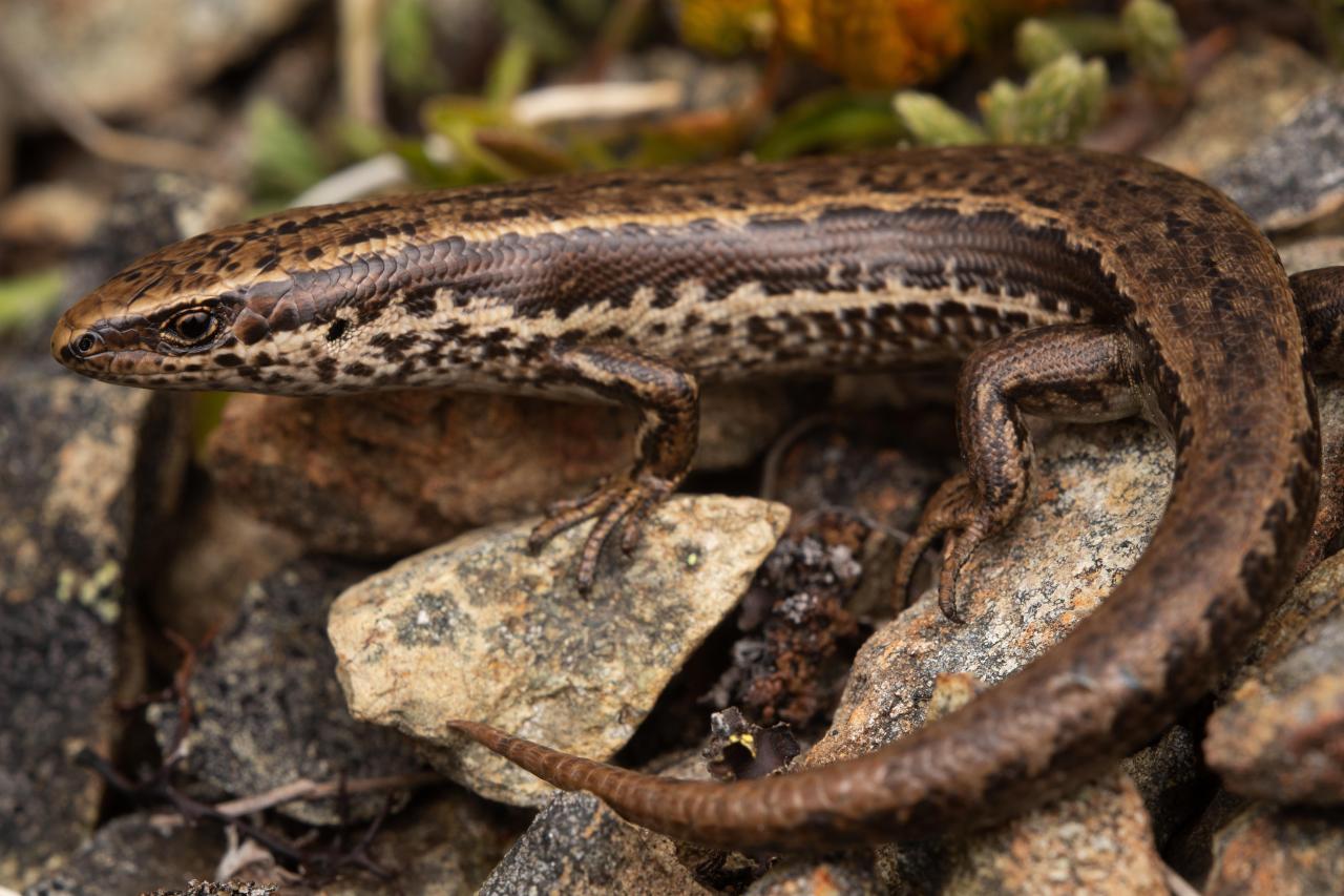 Te Wāhipounamu skink (Mid Dome, Southland). <a href="https://www.instagram.com/samuelpurdiewildlife/">© Samuel Purdie</a>