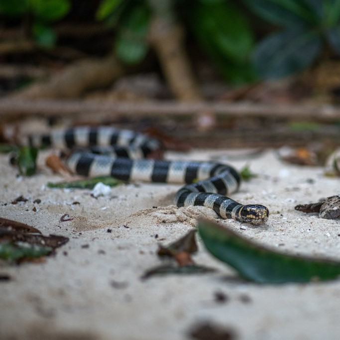 A Yellow-lipped sea krait resting on a beach (Leleuvia Island, Fiji). © Tom Vierus