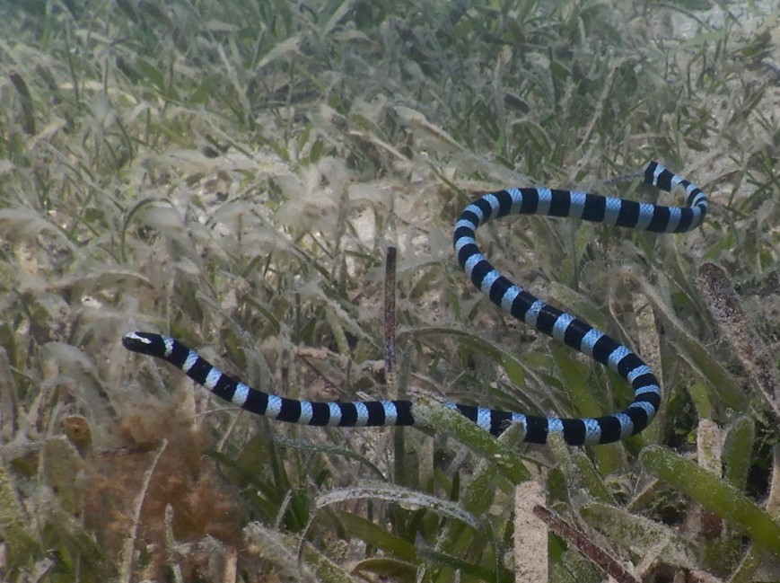 Brown-lipped sea krait (Baie des citrons, New Caledonia). © Claire Goiran