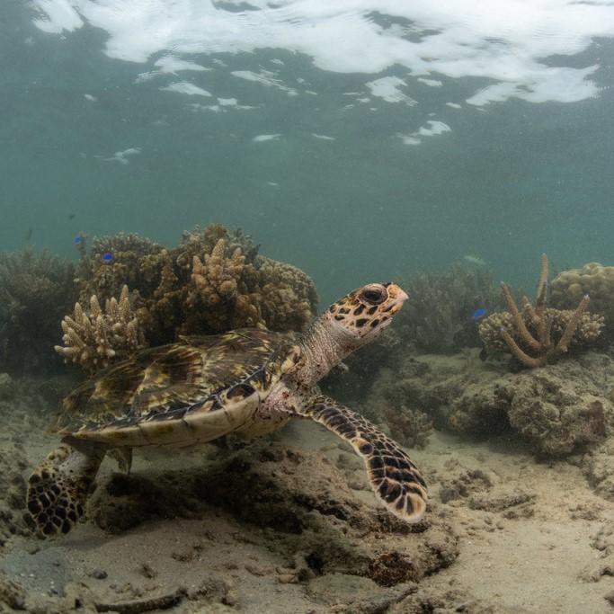 A hawksbill turtle rests on the sea floor (Fiji). <a href="https://www.tomvierus.com/">© Tom Vierus</a>