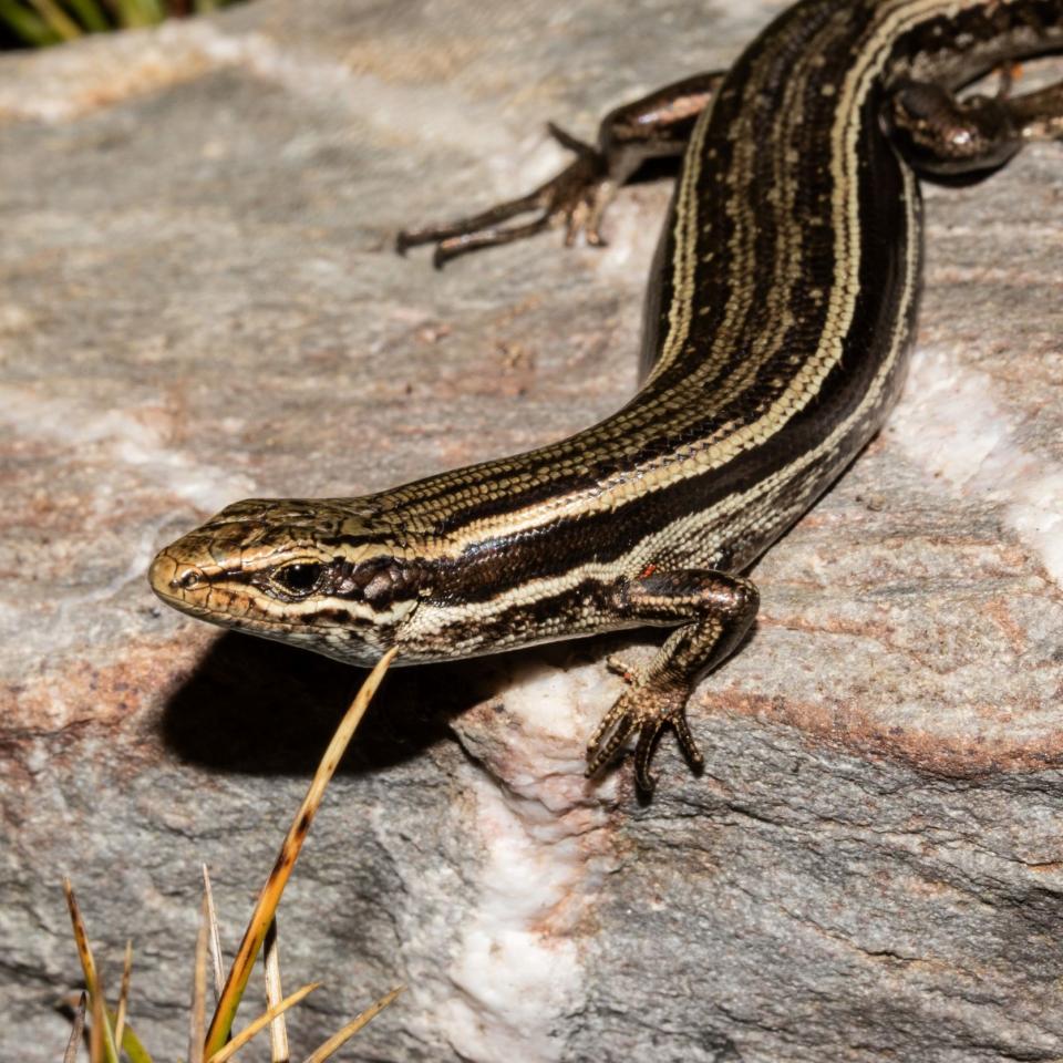 Kahurangi skink (Kahurangi). <a href="https://www.flickr.com/photos/151723530@N05/page3">© Carey Knox</a>