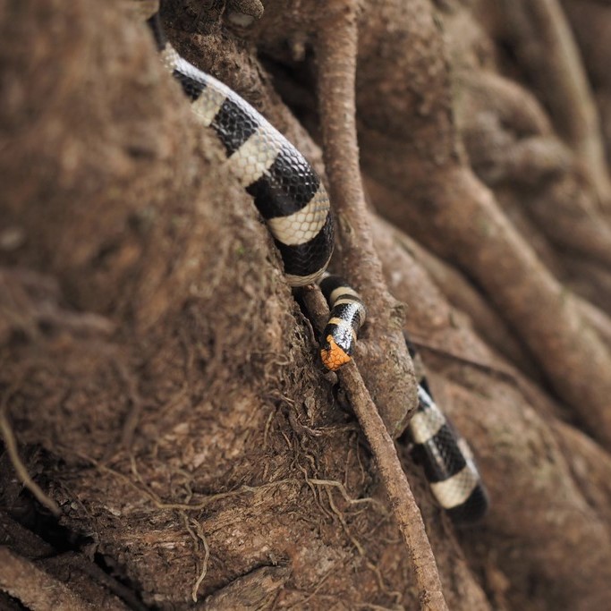 New Caledonian sea krait in a tree (Amédée Islet, New Caledonia). © Isaac Clarey