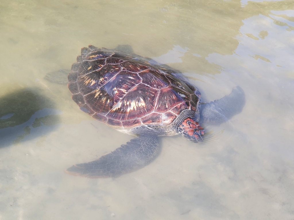 Green turtle resting in an estuary (Rarawa Beach, Northland). © Rigel Cotman