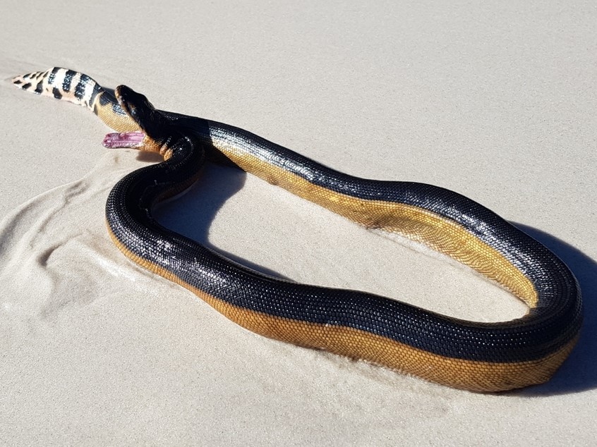 A beach-wrecked yellow-bellied sea snake (Jervis Bay, New South Wales, Australia). © Dion Maple