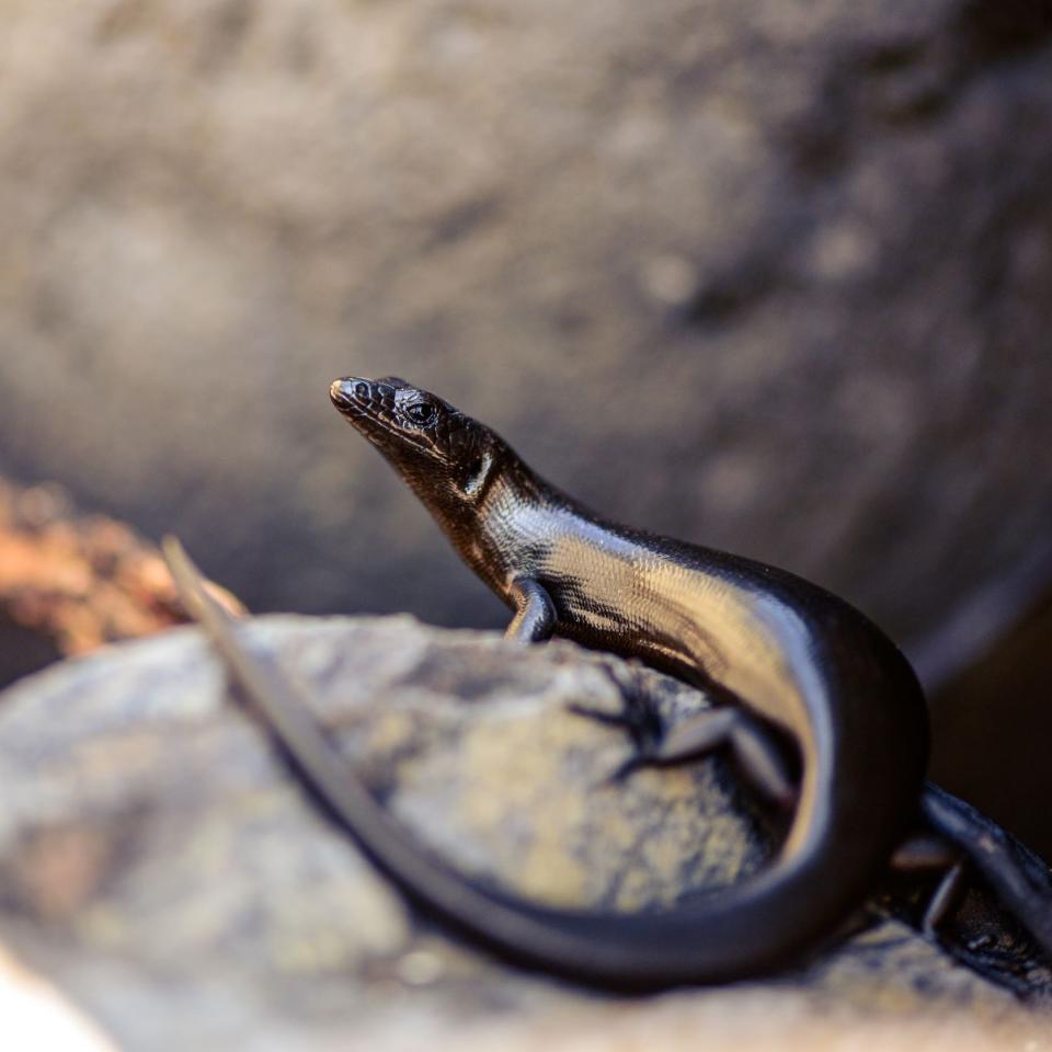 Shore skink on boulder beach (Kawhitu/Stanley Island, Mercury group, Coromandel). <a href="https://www.flickr.com/photos/theylooklikeus">© Jake Osborne</a>