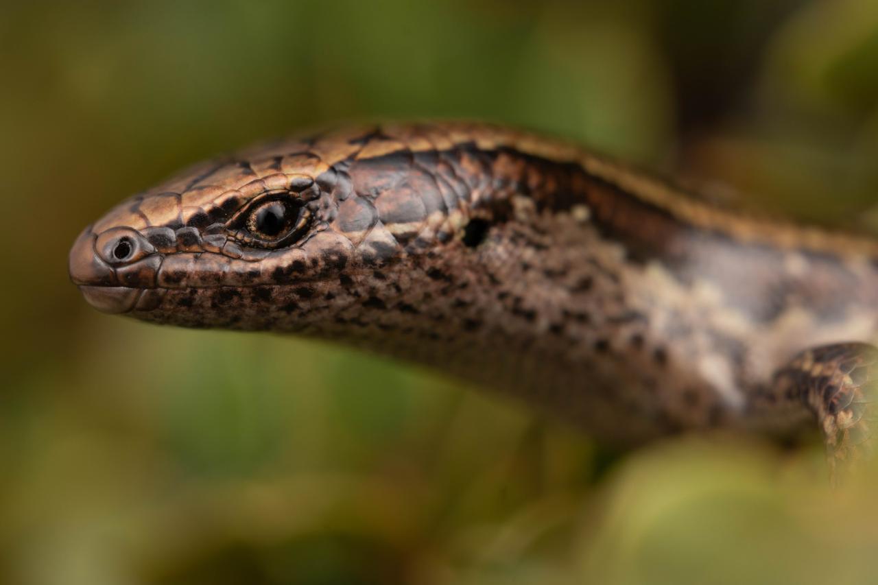 Oteake skink (Oteake Conservation Park, North Otago). <a href="https://www.instagram.com/samuelpurdiewildlife/">© Samuel Purdie</a>