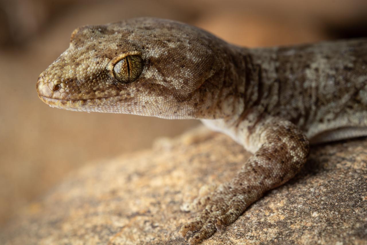 Raggedy Range gecko (Central Otago). <a href="https://www.instagram.com/samanimalman/">© Samuel Purdie</a>