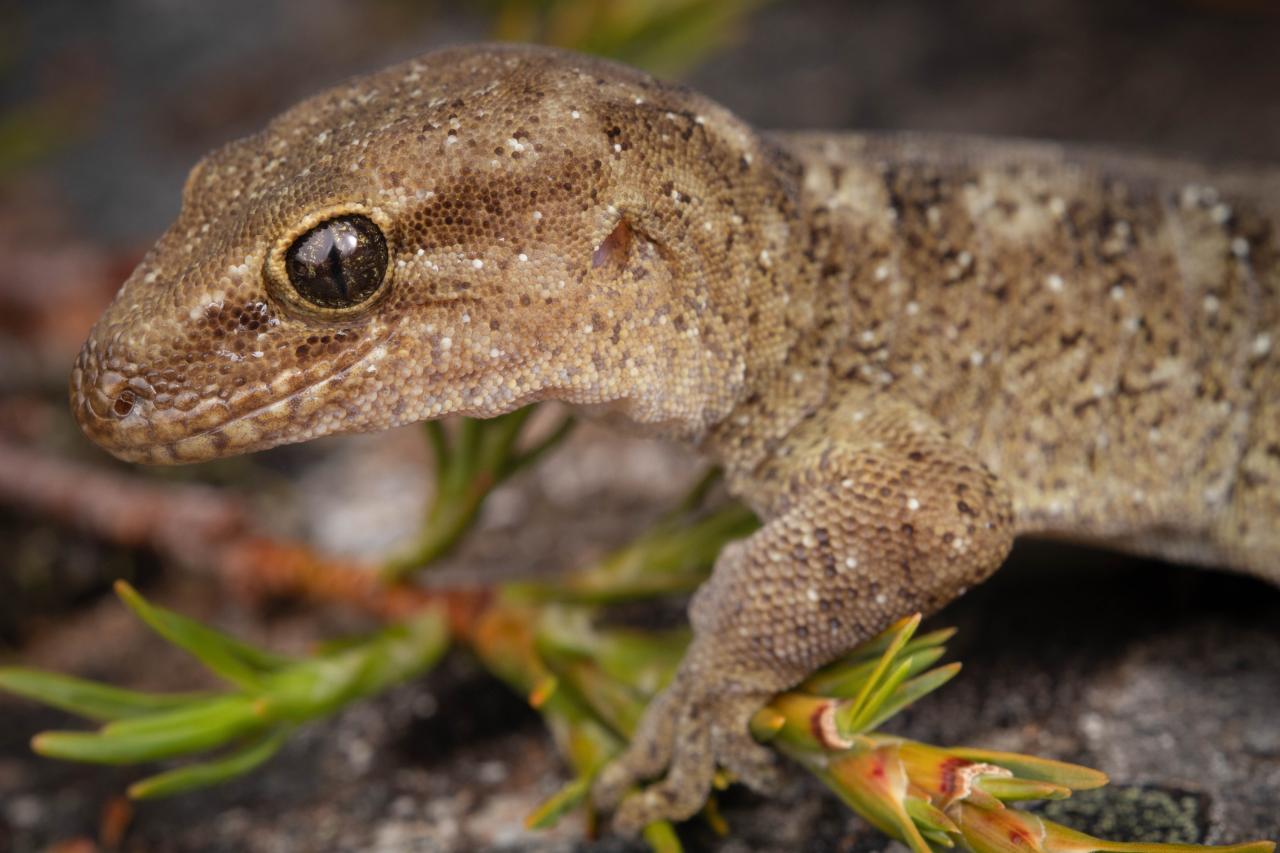 Tikumu gecko (Nelson Lakes). <a href="https://www.instagram.com/samuelpurdiewildlife/">© Samuel Purdie</a>