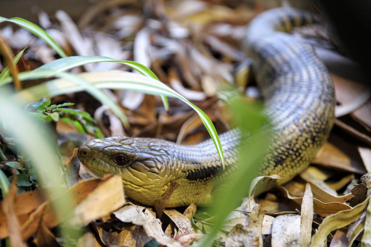 Eastern blue-tongued skink. <a href="https://www.instagram.com/joelknightnz/">© Joel Knight</a>