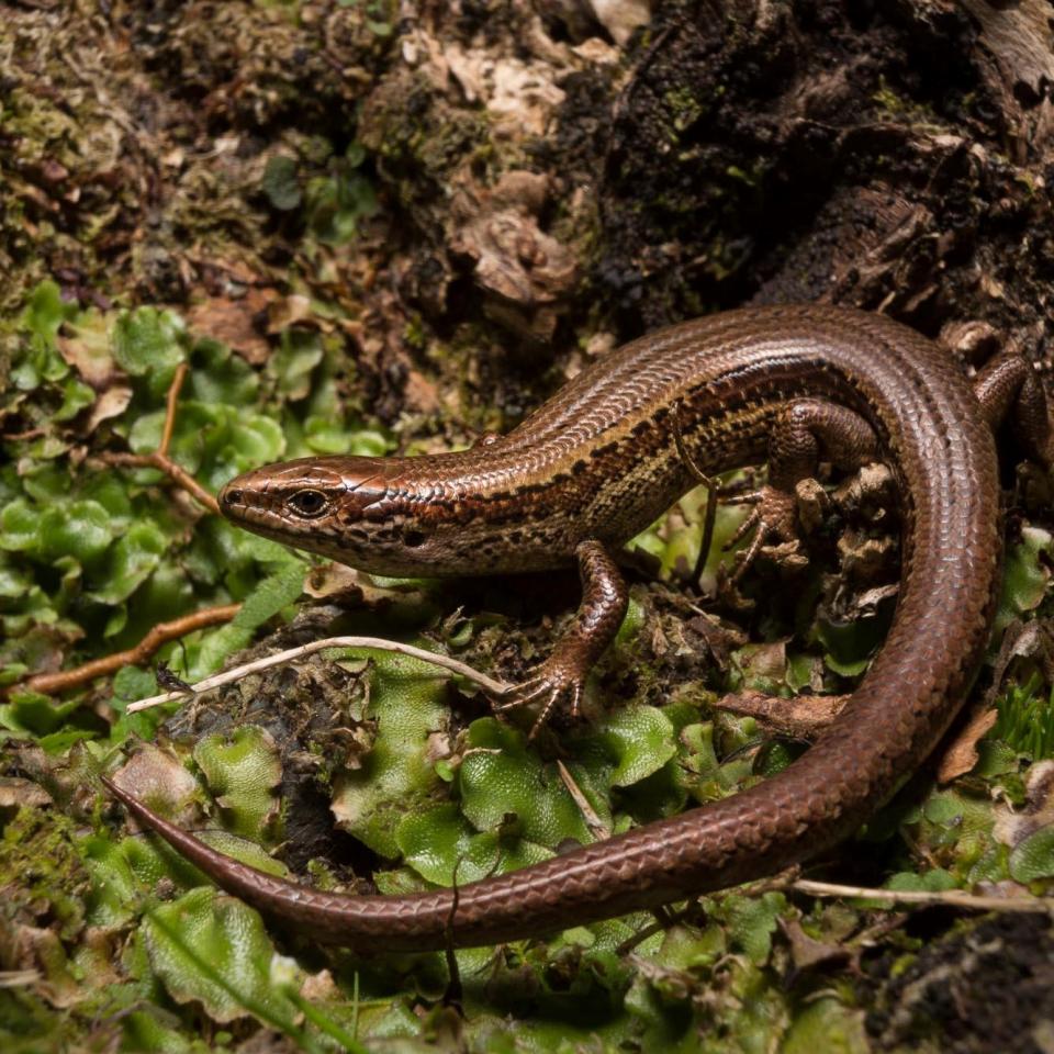 Kapitia skink (Chesterfield, West Coast). © James Reardon