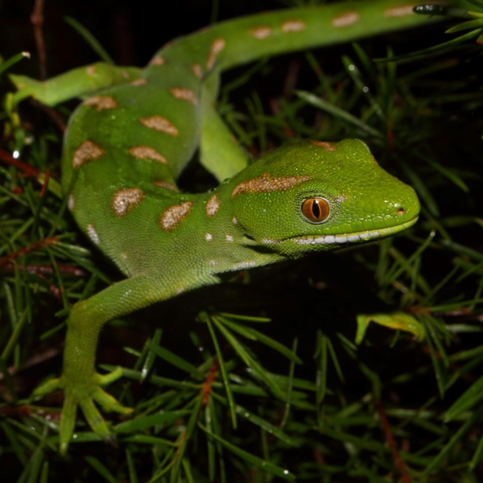 Northland green gecko (Rangaunu Bay, Northland). <a href="https://www.instagram.com/tim.harker.nz/?hl=en">© Tim Harker</a>
