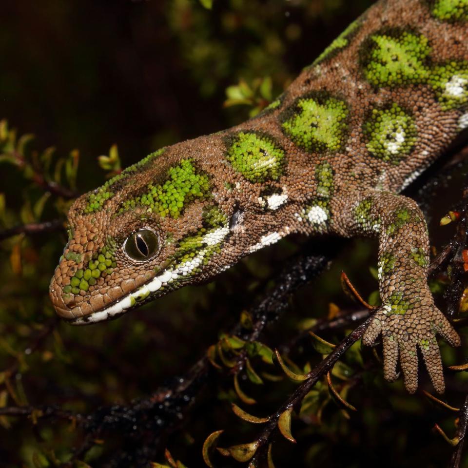 Starred gecko male (Nelson Lakes). <a href="https://www.instagram.com/tim.harker.nz/?hl=en">© Tim Harker</a>