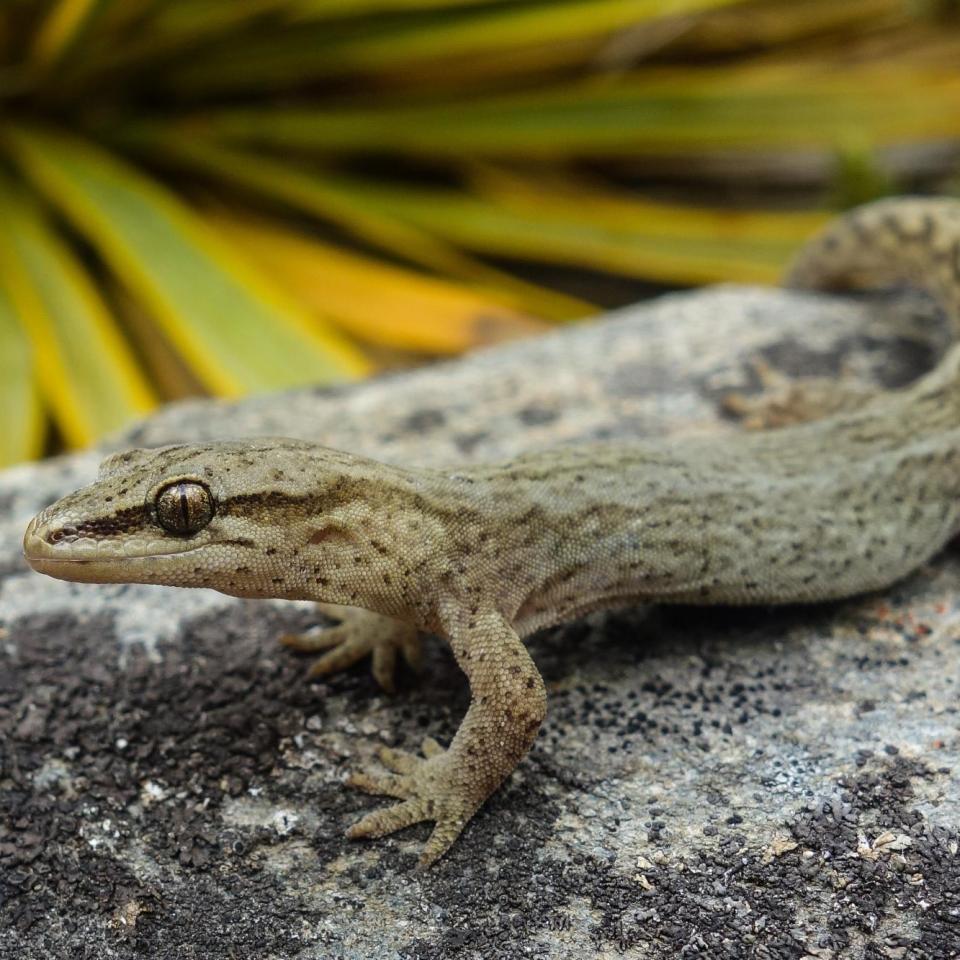 Short-toed gecko (western Otago). <a href="https://www.flickr.com/photos/151723530@N05/page3">© Carey Knox</a>