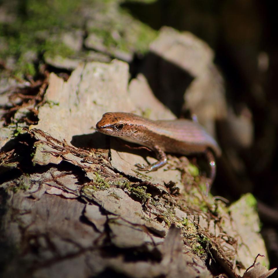 A Plague/Rainbow skink basks on a fallen log (Central Auckland). <a href="https://www.instagram.com/tim.harker.nz/">© Tim Harker</a>