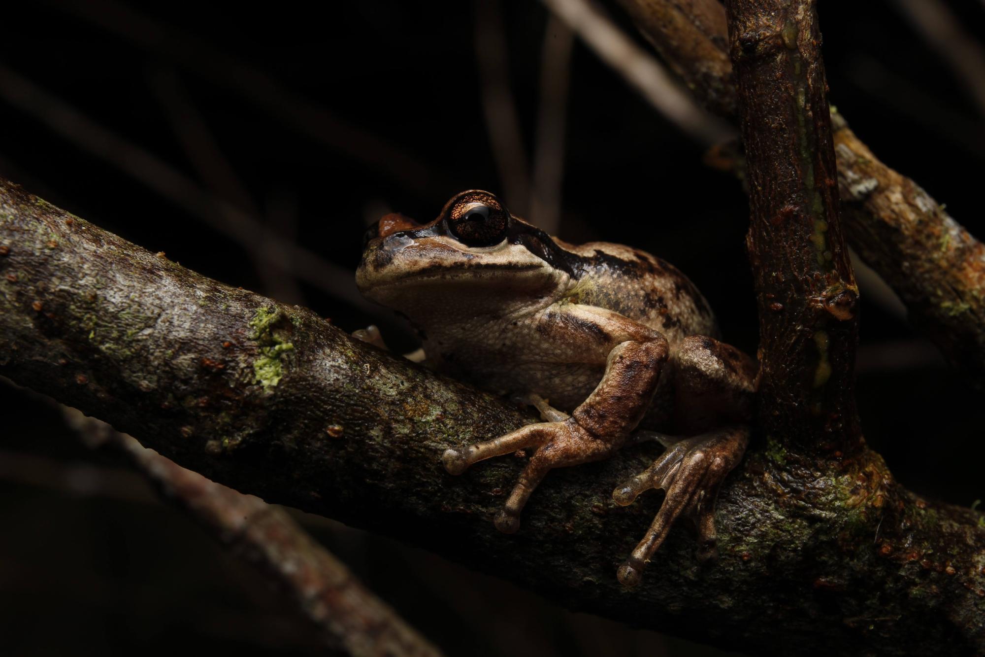 amateur frog weight and size