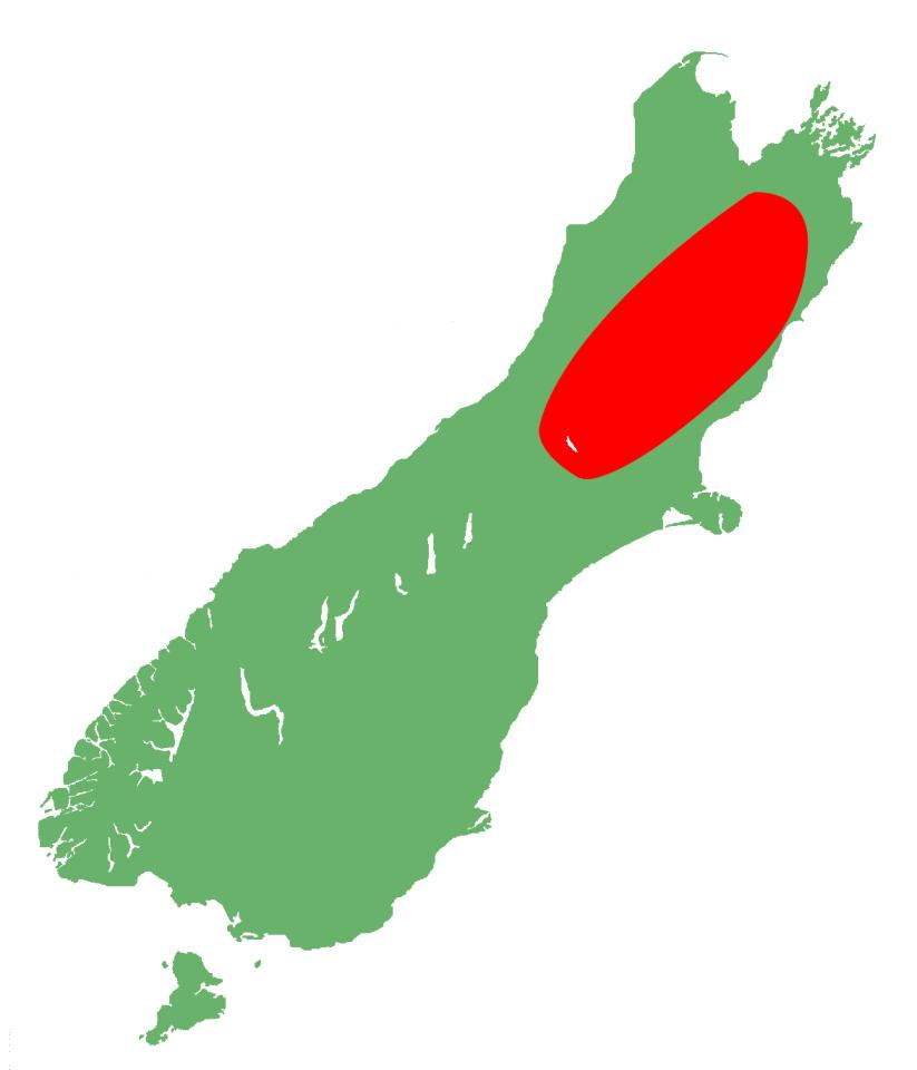 Greywacke gecko distribution