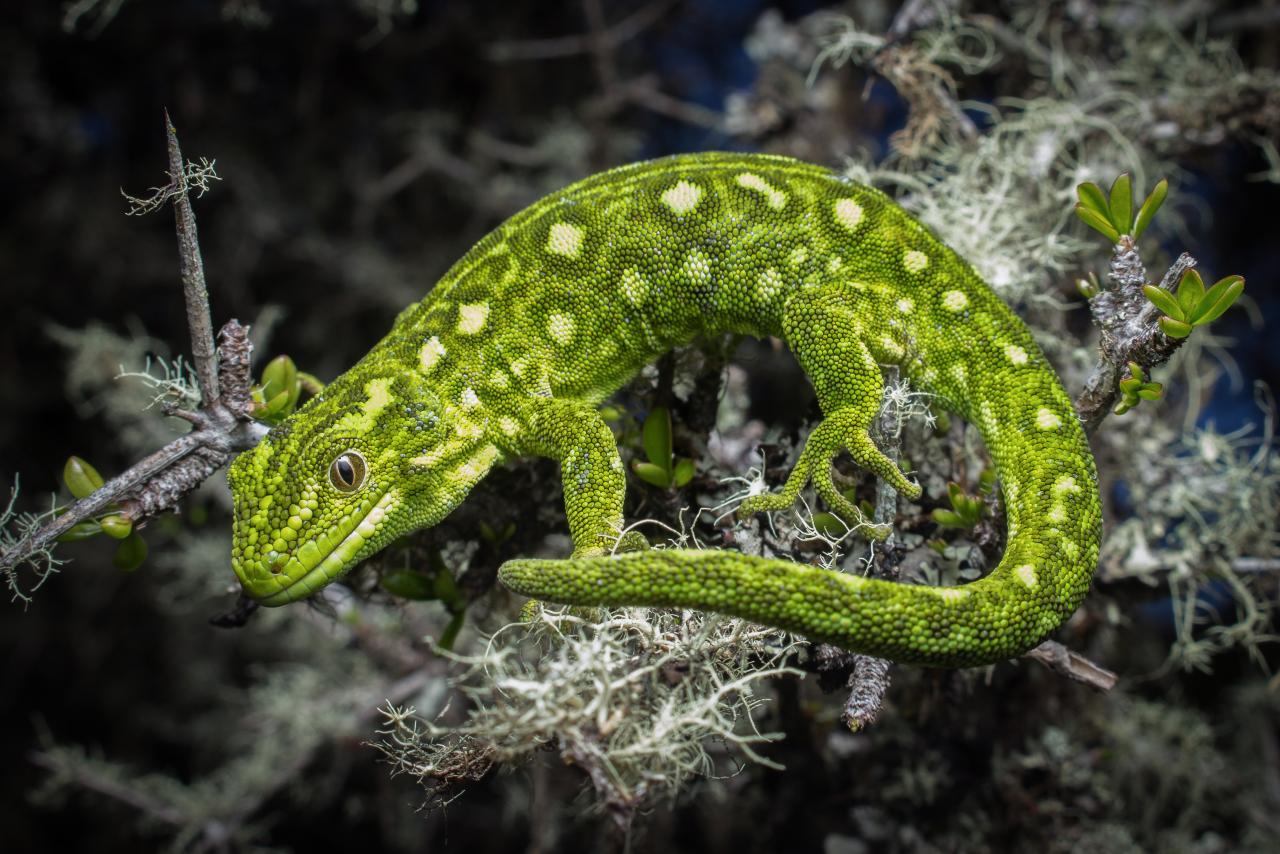 West Coast green gecko (Lewis Pass, Canterbury). © Samuel Purdie