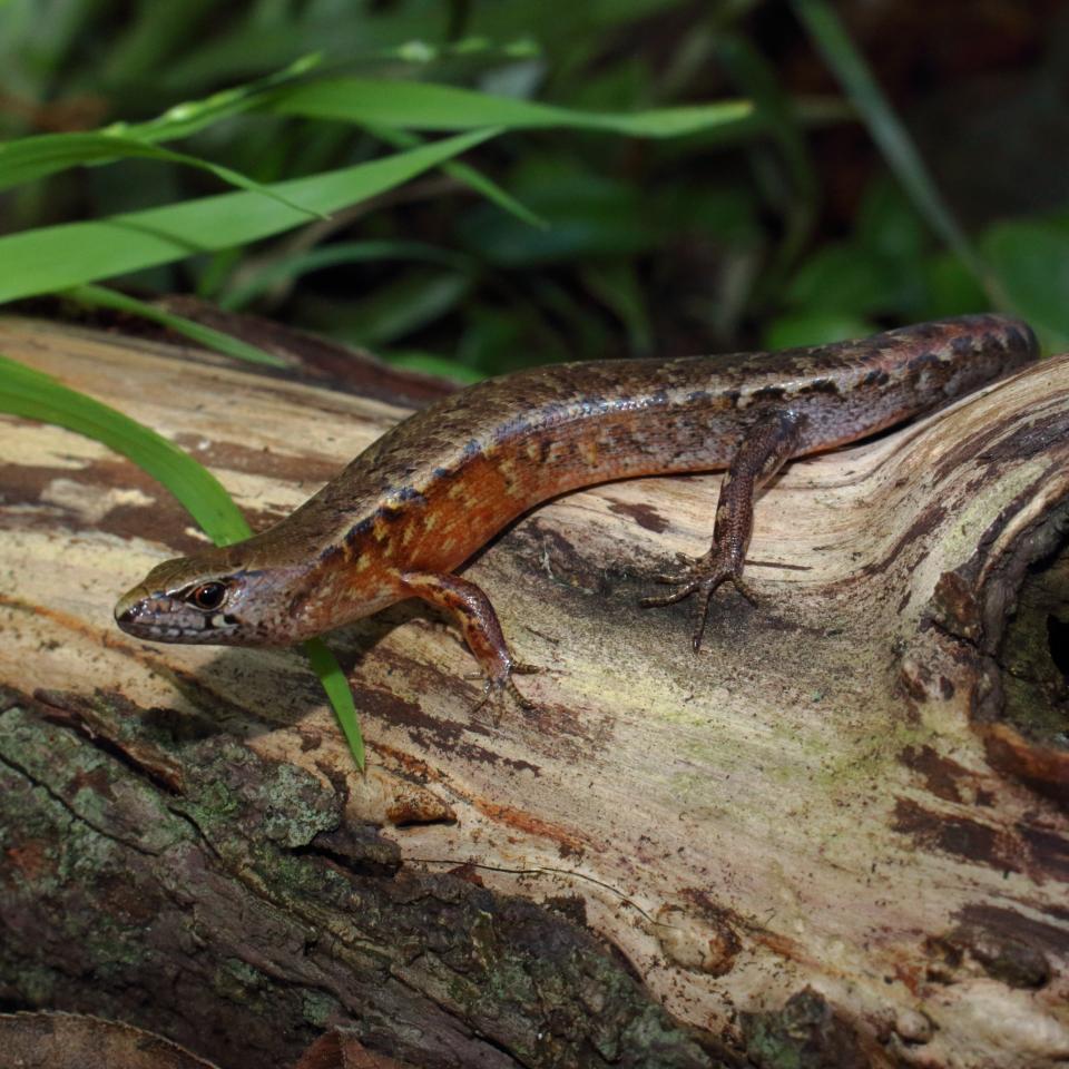 Ornate skink on rotten log (North Shore, Auckland). © Nick Harker