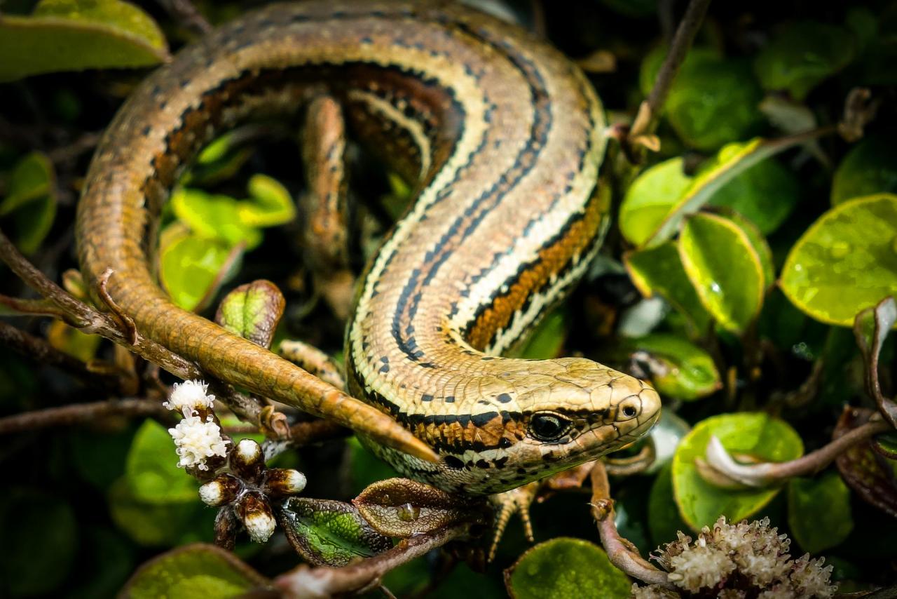 Herbfield skink (Otago Peninsula). <a href="https://www.flickr.com/photos/151723530@N05/page3">© Carey Knox</a>