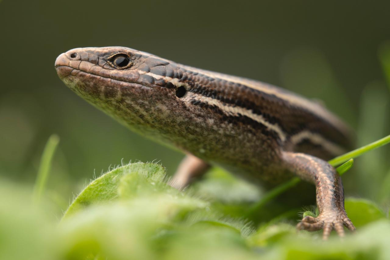 Tussock skink (Otago). <a href="https://www.instagram.com/samuelpurdiewildlife/">© Samuel Purdie</a>