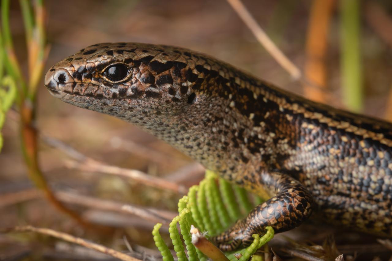 Ōkārito skink (Ōkārito, West Coast). <a href="https://www.instagram.com/samuelpurdiewildlife/">© Samuel Purdie</a>