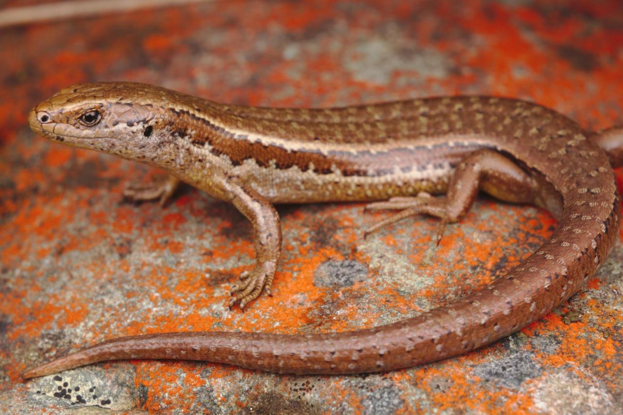 Cryptic skink (Aparima River, Southland) . <a href="https://www.instagram.com/samuelpurdiewildlife/">© Samuel Purdie</a>