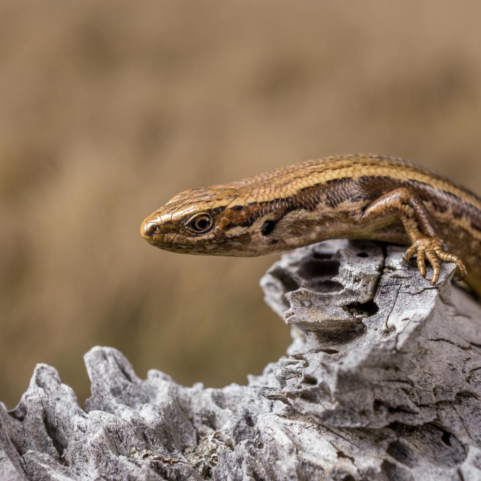 Southern grass skink (Canterbury). <a href="https://www.instagram.com/euan.brook/">© Euan Brook</a>