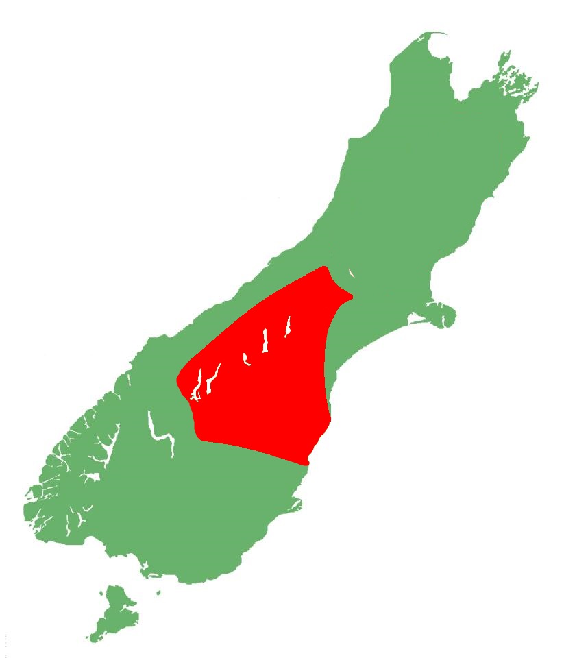 Southern Alps gecko distribution