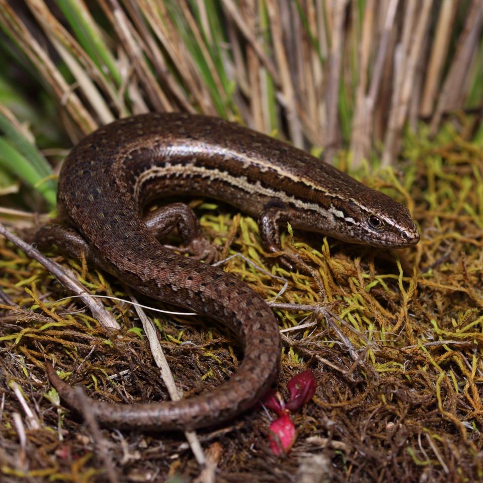 Southern grass skink basking in coastal vegetation (Christchurch). © Nick Harker