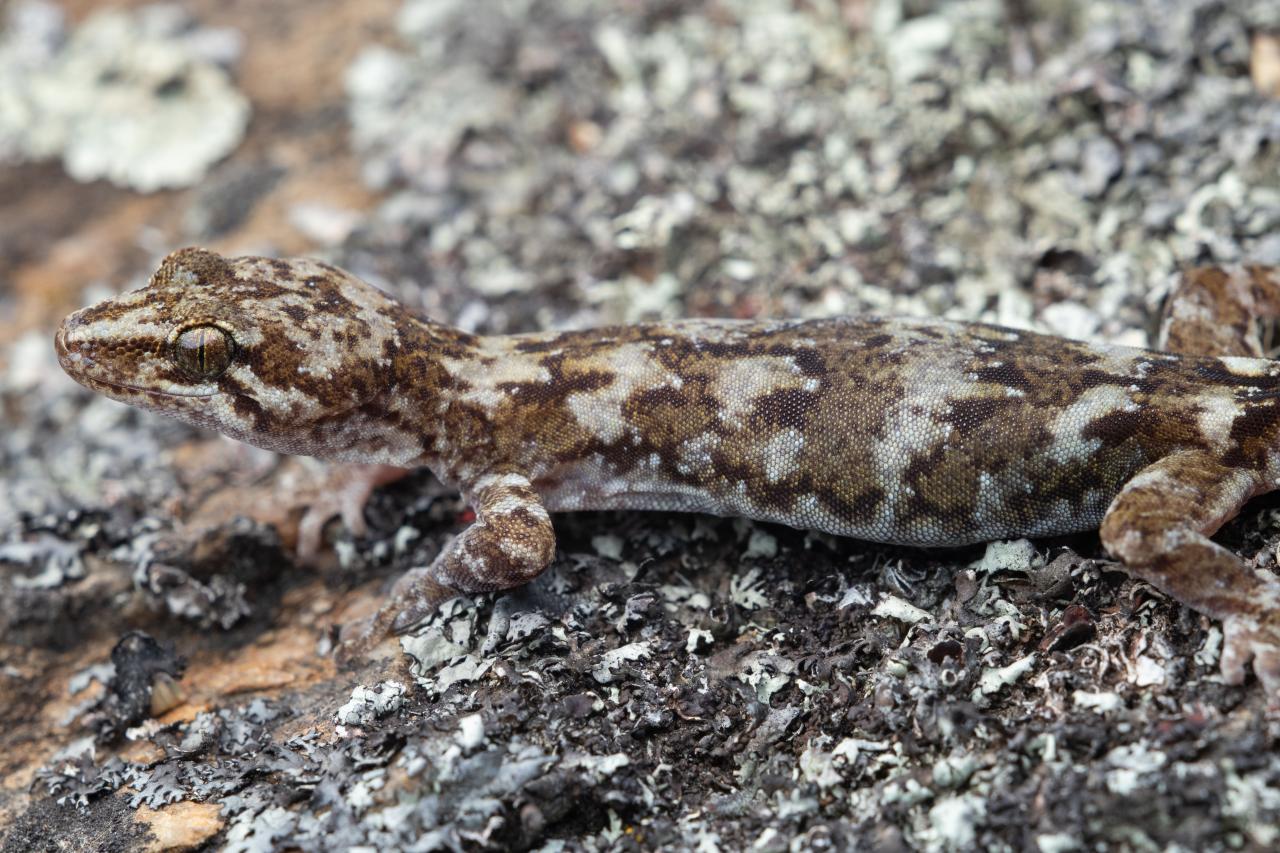 Schist gecko (Central Otago). <a href="https://www.instagram.com/samuelpurdiewildlife/">© Samuel Purdie</a>
