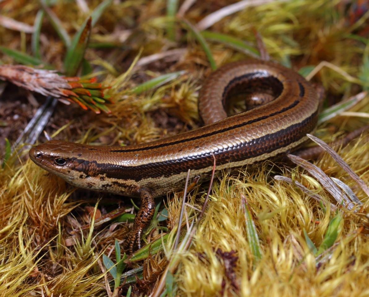 Small-eared skink (Stewart Island) © Nick Harker