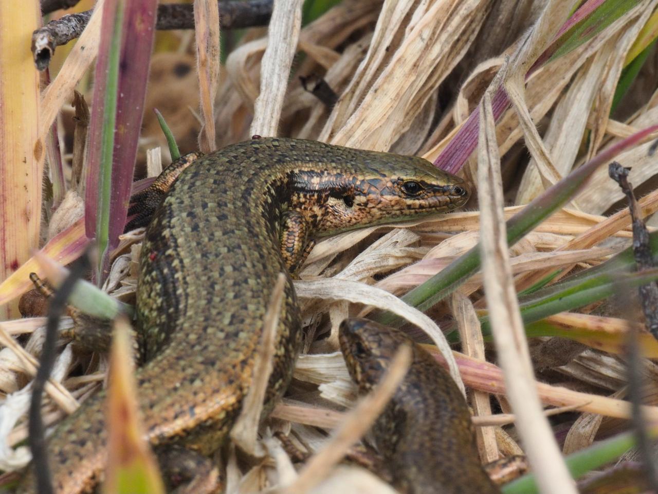 Chatham's skink (Mangere Island) © Joseph Bliss