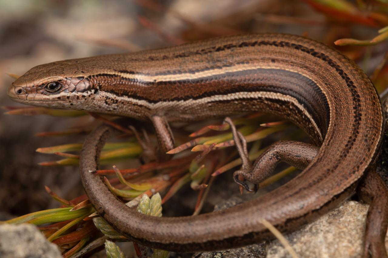 Rockhopper skink (North Otago). <a href="https://www.instagram.com/samuelpurdiewildlife/">© Samuel Purdie</a>