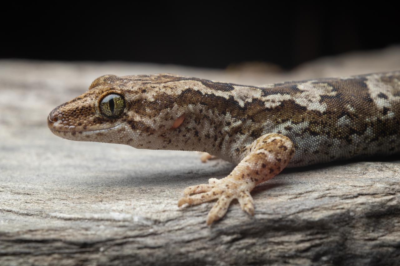 Mountain beech gecko (West Otago). <a href="https://www.instagram.com/samuelpurdiewildlife/">© Samuel Purdie</a>