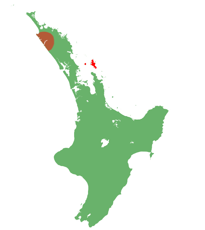 Oligosoma homalonotum distribution