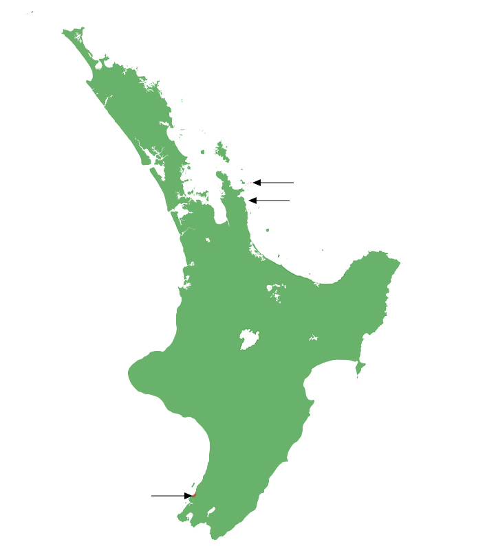 Oligosoma whitakeri distribution