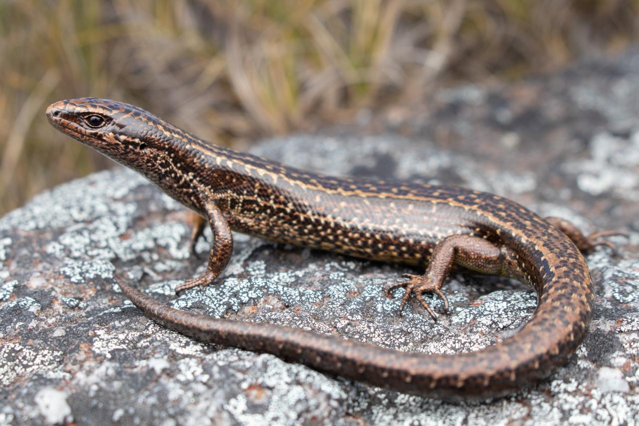 Buller skink (Denniston, West Coast). <a href="https://www.instagram.com/samuelpurdiewildlife/">© Samuel Purdie</a>