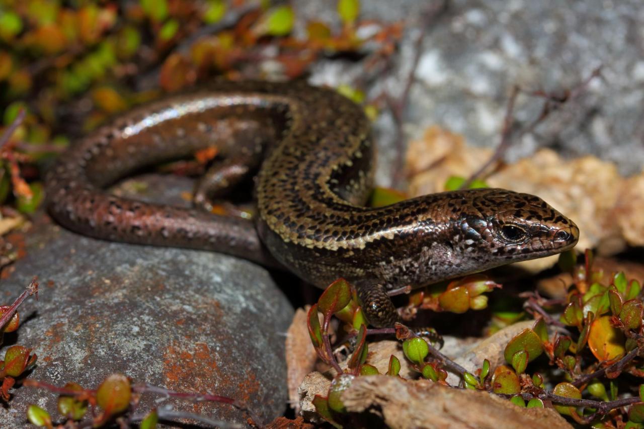 Western speckled skink (Greymouth, West Coast). © Nick Harker 